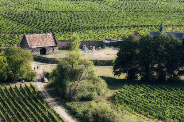 In den Reben - Blick von Schloß Johannisberg- © Helga Jaramillo Arenas - Fotografie und Poesie / September 2020