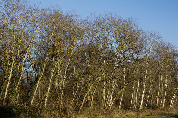 Spaziergänger -  © Helga Jaramillo Arenas - Fotografie und Poesie / Februar 2024