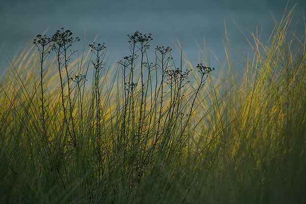 In den Dünen - © Helga Jaramillo Arenas - Fotografie und Poesie / Oktober 2018