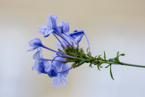 Zauber in Blau - © Helga Jaramillo Arenas - Fotografie und Poesie / August 2017