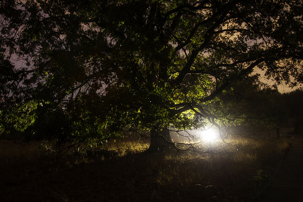 Das Licht - © Helga Jaramillo Arenas - Fotografie und Poesie / September 2018