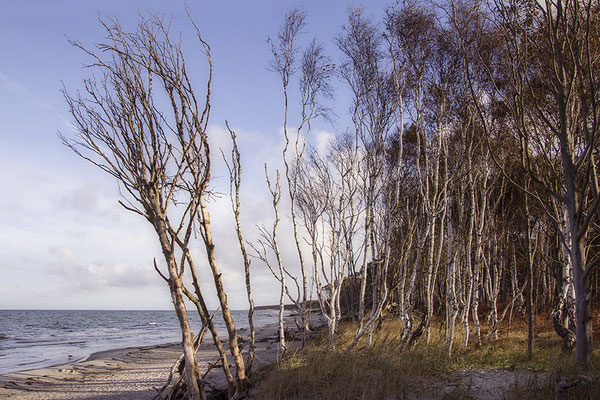 Sturmgepeitscht - © Helga Jaramillo Arenas - Fotografie und Poesie / Januar 2019