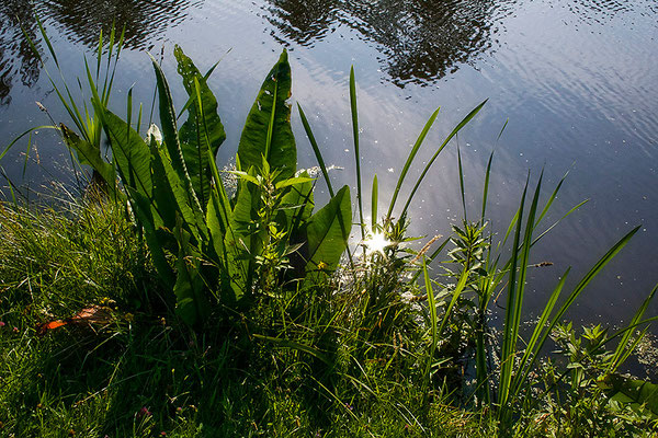 Sternenlicht - © Helga Jaramillo Arenas - Fotografie und Poesie / Juli 2013