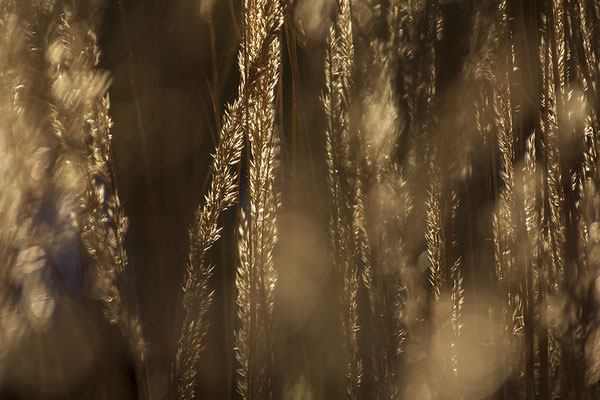 Warmer Segen -  © Helga Jaramillo Arenas - Fotografie und Poesie / Januar 2022