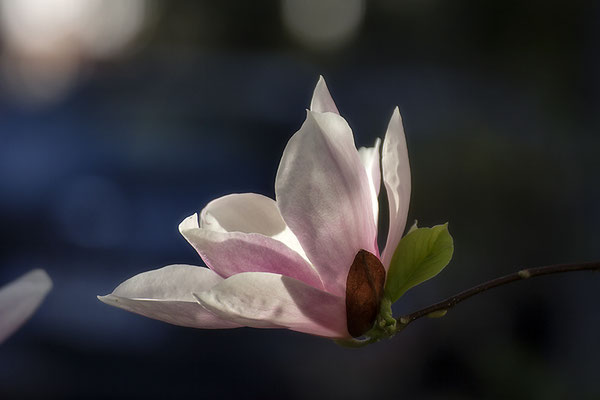 Lichtdurchflutet - © Helga Jaramillo Arenas - Fotografie und Poesie / Dezember 2019