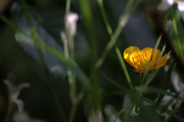 Versteckt - © Helga Jaramillo Arenas - Fotografie und Poesie / Juli 2013