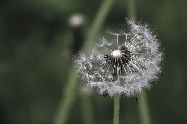 Kind des Windes (2) - © Helga Jaramillo Arenas - Fotografie und Poesie / Januar 2019