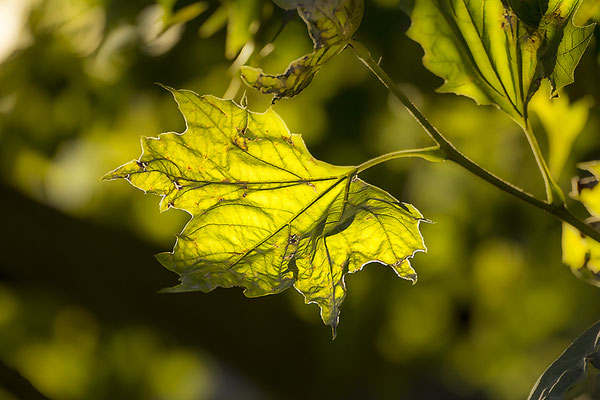 Beginn des Herbstes - © Helga Jaramillo Arenas - Fotografie und Poesie / September 2018