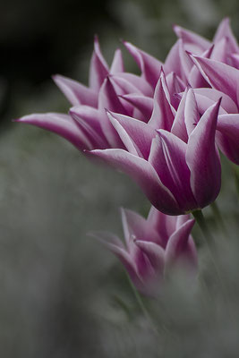 Vom Frühling geschickt (3) - © Helga Jaramillo Arenas - Fotografie und Poesie / April 2017