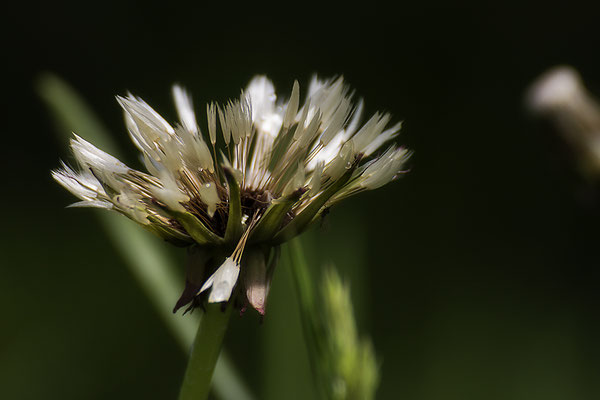 Samtweich - © Helga Jaramillo Arenas - Fotografie und Poesie / Mai 2019