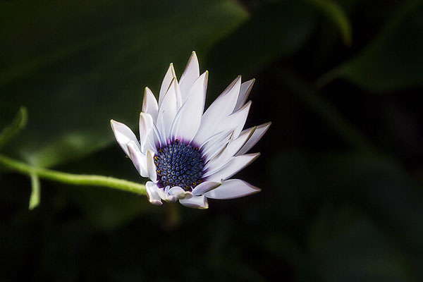 Sie trägt das Licht des Lebens - © Helga Jaramillo Arenas - Fotografie und Poesie / Mai 2020