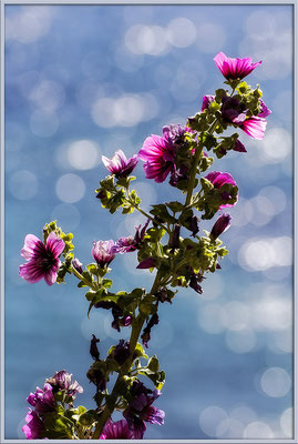 Tanz im Licht - © Helga Jaramillo Arenas - Fotografie und Poesie / Mai 2020