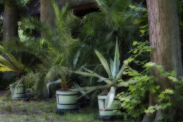 Sommerfrische - © Helga Jaramillo Arenas - Fotografie und Poesie / Juni 2019