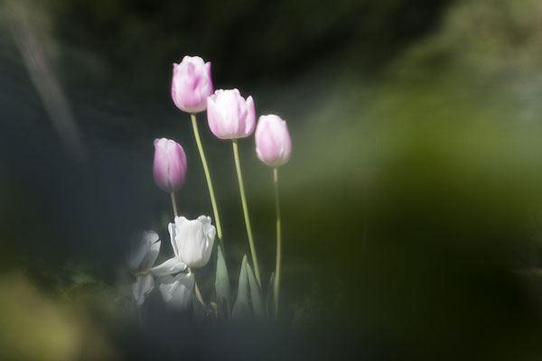 Traumverloren -  © Helga Jaramillo Arenas - Fotografie und Poesie / Mai 2021