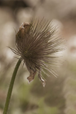 Im Vergehen - © Helga Jaramillo Arenas - Fotografie und Poesie / April 2019