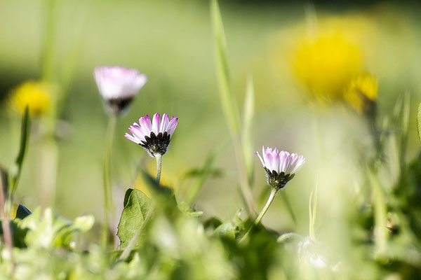 Der Schlüssel zum Glück -  © Helga Jaramillo Arenas - Fotografie und Poesie / Mai 2022
