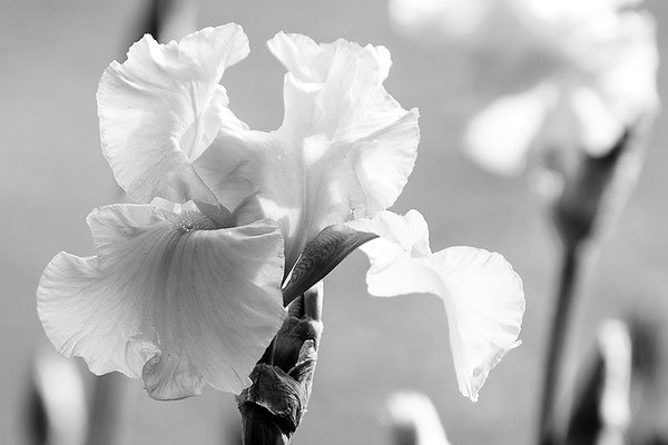 Zärtlichkeit - © Helga Jaramillo Arenas - Fotografie und Poesie / Mai 2026