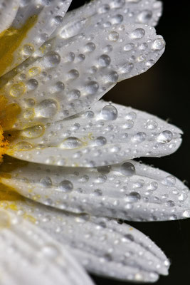 Regenschauer (2) - © Helga Jaramillo Arenas - Fotografie und Poesie / Juli 2018