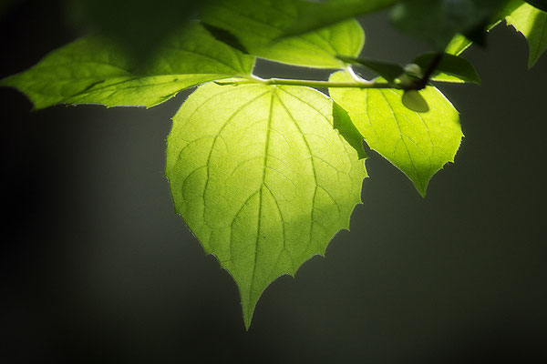 Junges Grün - © Helga Jaramillo Arenas - Fotografie und Poesie / April 2018