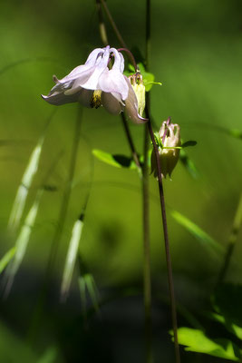 In der Wiese -  © Helga Jaramillo Arenas - Fotografie und Poesie / Juni 2021 