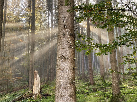 Ort der Geborgenheit - © Helga Jaramillo Arenas - Fotografie und Poesie / März 2025