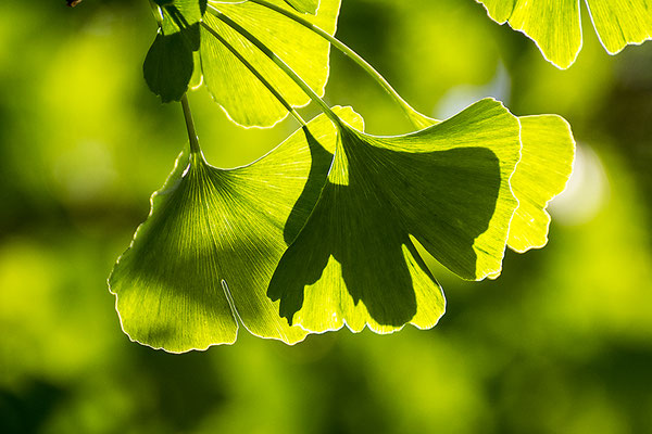 ...dass ich eins und doppelt bin - © Helga Jaramillo Arenas - Fotografie und Poesie / Mai 2020