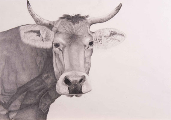 Emma Baya, Mütterliche Kuh, Bleistift auf Papier, 29.7 x 42 cm, 2023