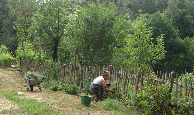 Man darf sich nicht täuschen lassen, auch einen Natur- oder naturnahen Garten darf man nicht sich selbst überlassen, ganz im Gegenteil.  Was wäre der Waldschrat da ohne all die Arbeit der Waldprinzessin... 