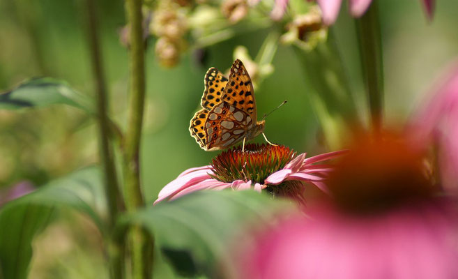 Kleiner Perlmuttfalter an Echinacea