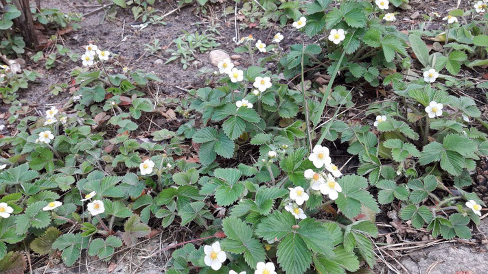 Walderdbeeren dürfen sich vermehren, überall wo Platz ist