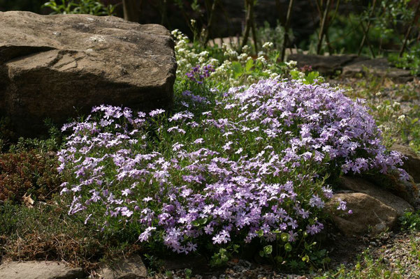 Polsterphlox an unserer "kleinen Felseninsel" 