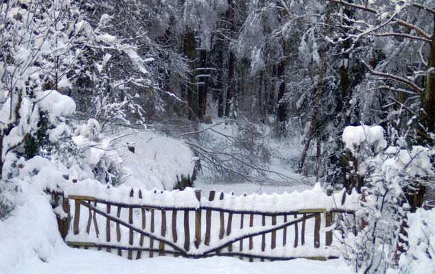 Im April, am Morgen nach einem kurzen, heftigen Wintereinbruch, mit großen Schneebruchschäden im Wald. Ausführliche Schilderung als Block-Artikel hier: https://zurueckzurnatur2010.jimdo.com/2022/04/09/der-april-macht-was-er-will/     