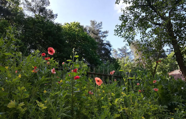 Der 'wilde' Hang im Gemüsegarten