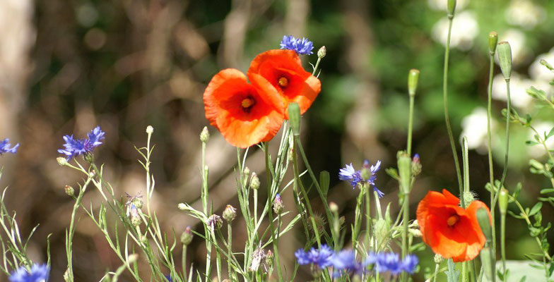 Mehr und mehr Wildblumen finden ihren Platz