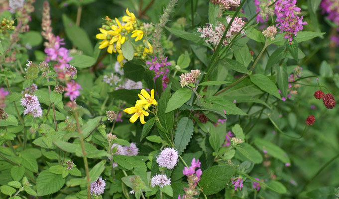 Wildblumen-Mix in der feuchten Zone 