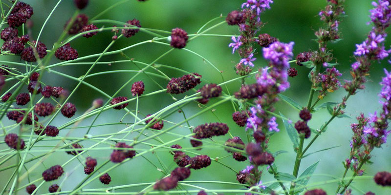 Großer Wiesenknopf und Blutweiderich 