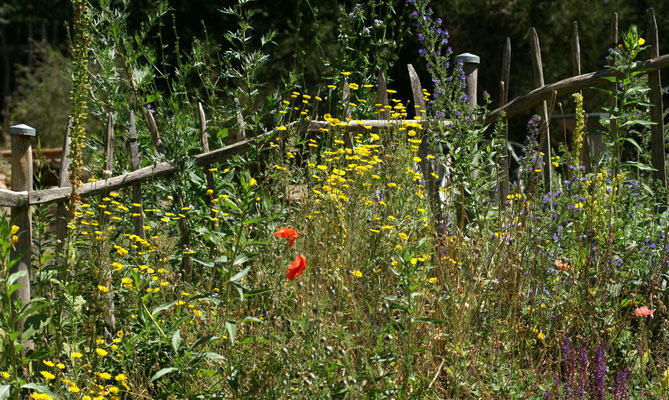 Ein Ausschnitt des Wildblumenhangs im Gemüsegarten 