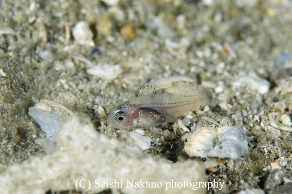 キダイ　稚魚
