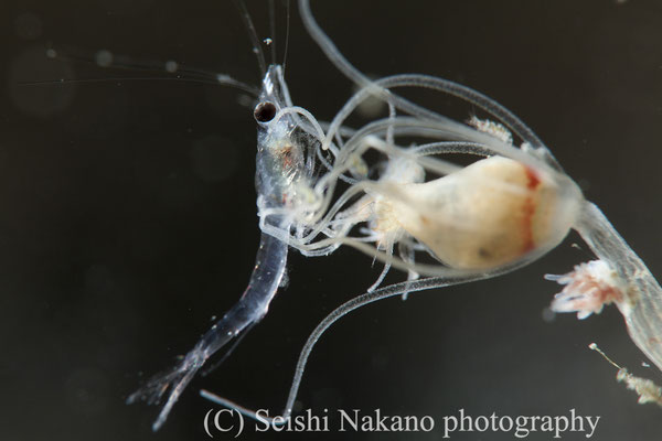 クダウミヒドラの仲間の捕食シーン