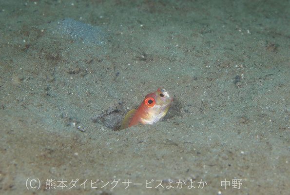 スミツキアカタチ　１０年で１個体のみ