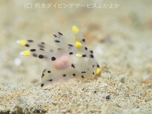 ミズタマウミウシ