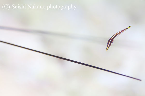 ハシナガウバウオの幼魚