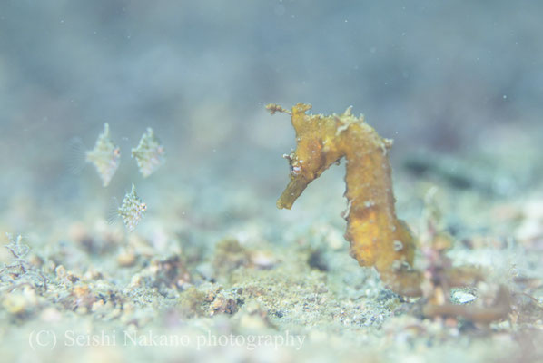 タツノオトシゴとアミメハギ幼魚