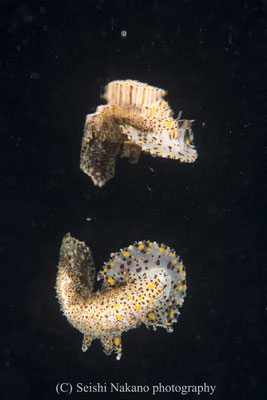 ヒカリウミウシ