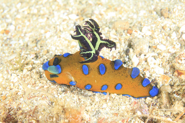 スルガリュウグウウミウシ　牛深ビーチ