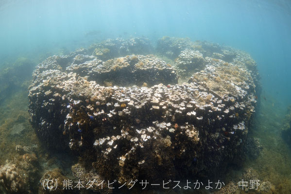 コブハマサンゴのマイクロアトール　１カ所でのみ把握