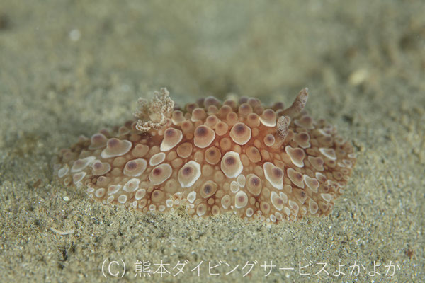 マンリョウウミウシ