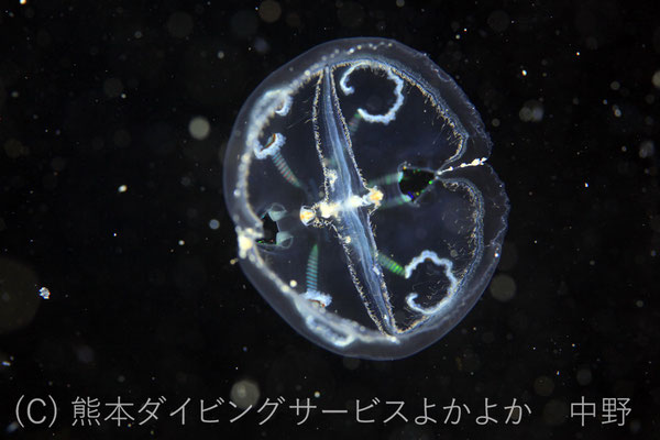 カブトヘンゲクラゲ　１０年で１回しか見たこと無い