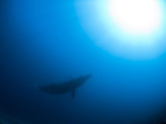 雄大なザトウクジラ