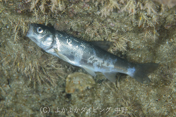 ウグイ　（海中にて）